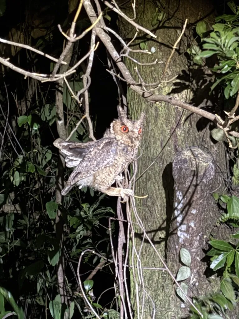夜の森の枝に止まるリュウキュウオオコノハズク（沖縄こどもの国の発表ページの写真）