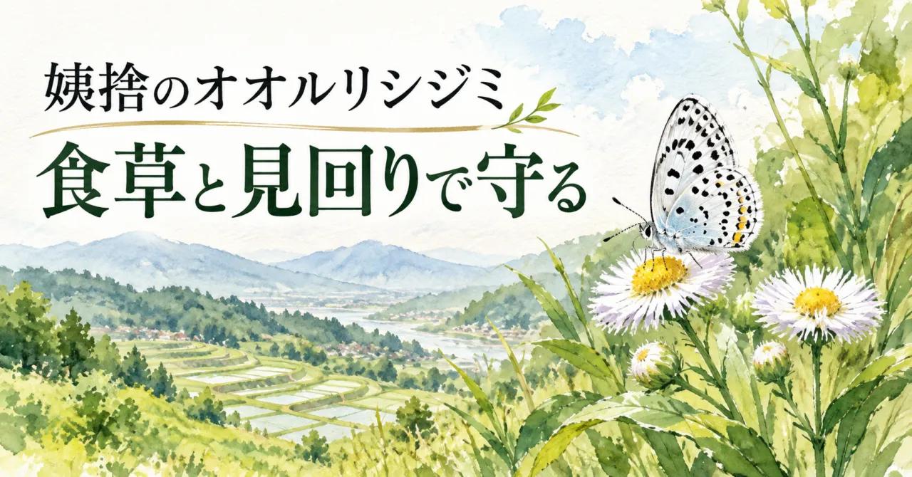 姨捨の棚田と白い花に止まるオオルリシジミのイラスト。文字は「姨捨のオオルリシジミ 食草と見回りで守る」