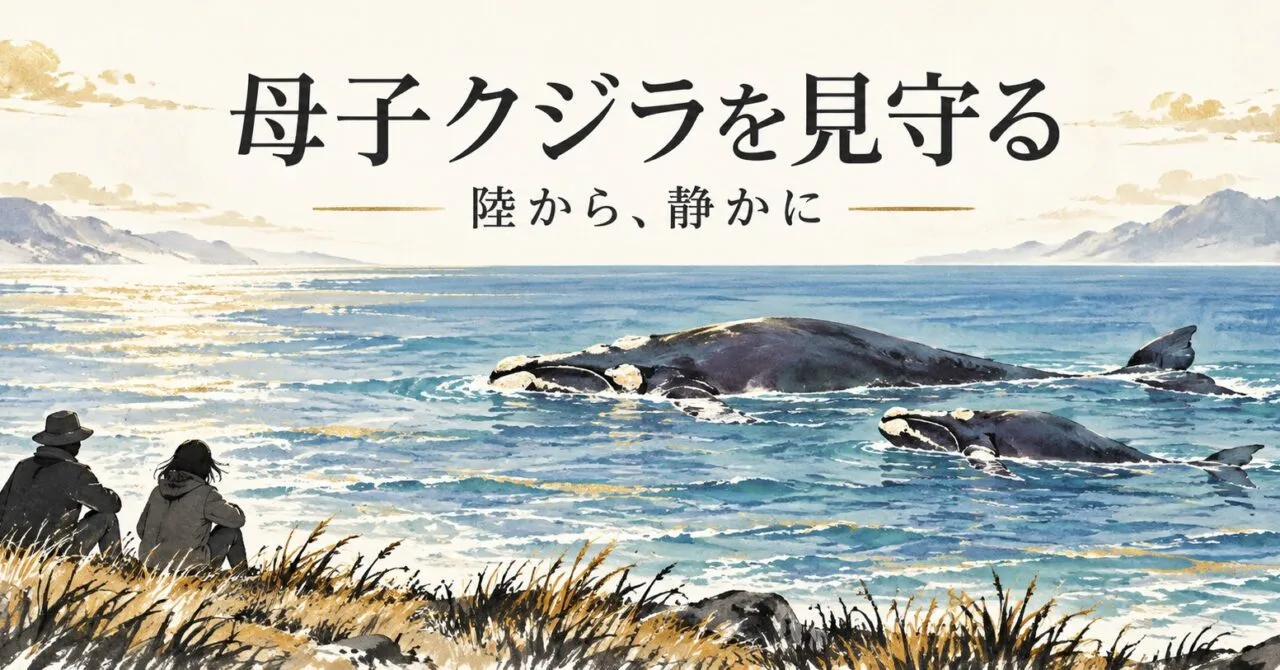 母子クジラを見守る 陸から、静かに。岸から母子を観察するイラスト