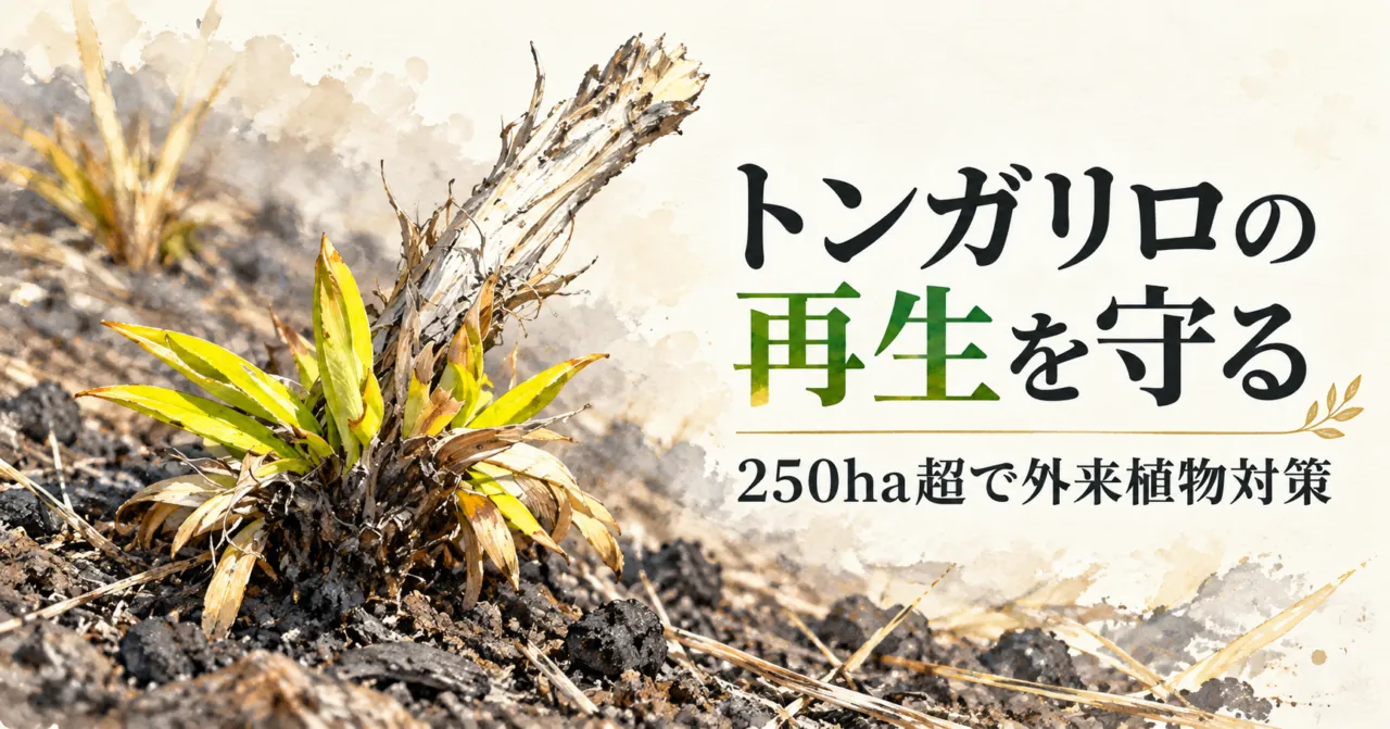 焼けた株元から伸びる緑の葉を描いたイラスト。トンガリロの再生を守る、250ha超で外来植物対策。