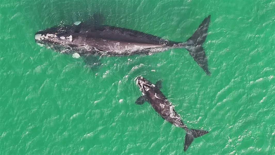 ニュージーランド沿岸を並んで泳ぐミナミセミクジラの母子