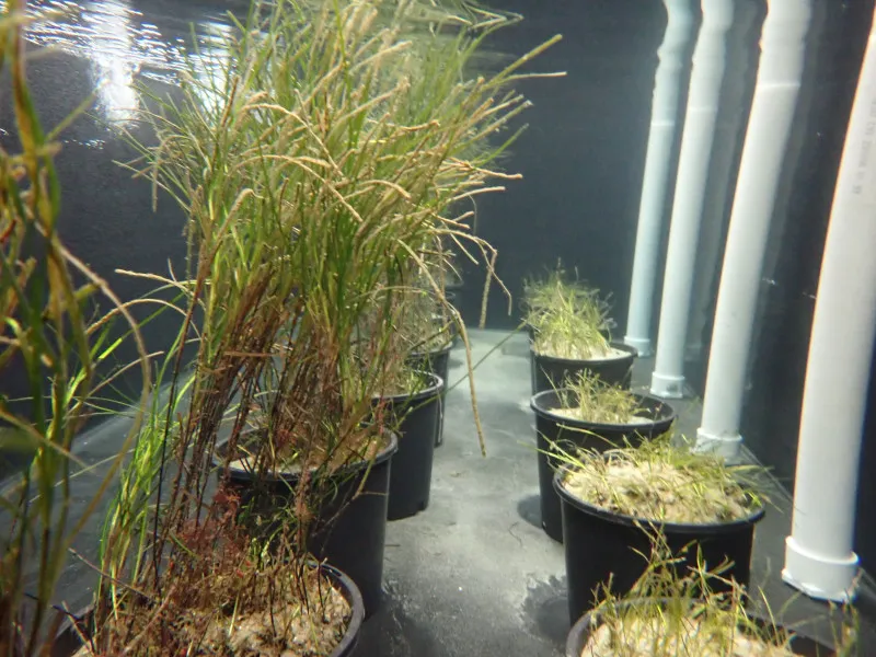 海草育成施設の水中で、鉢に植えられている海草