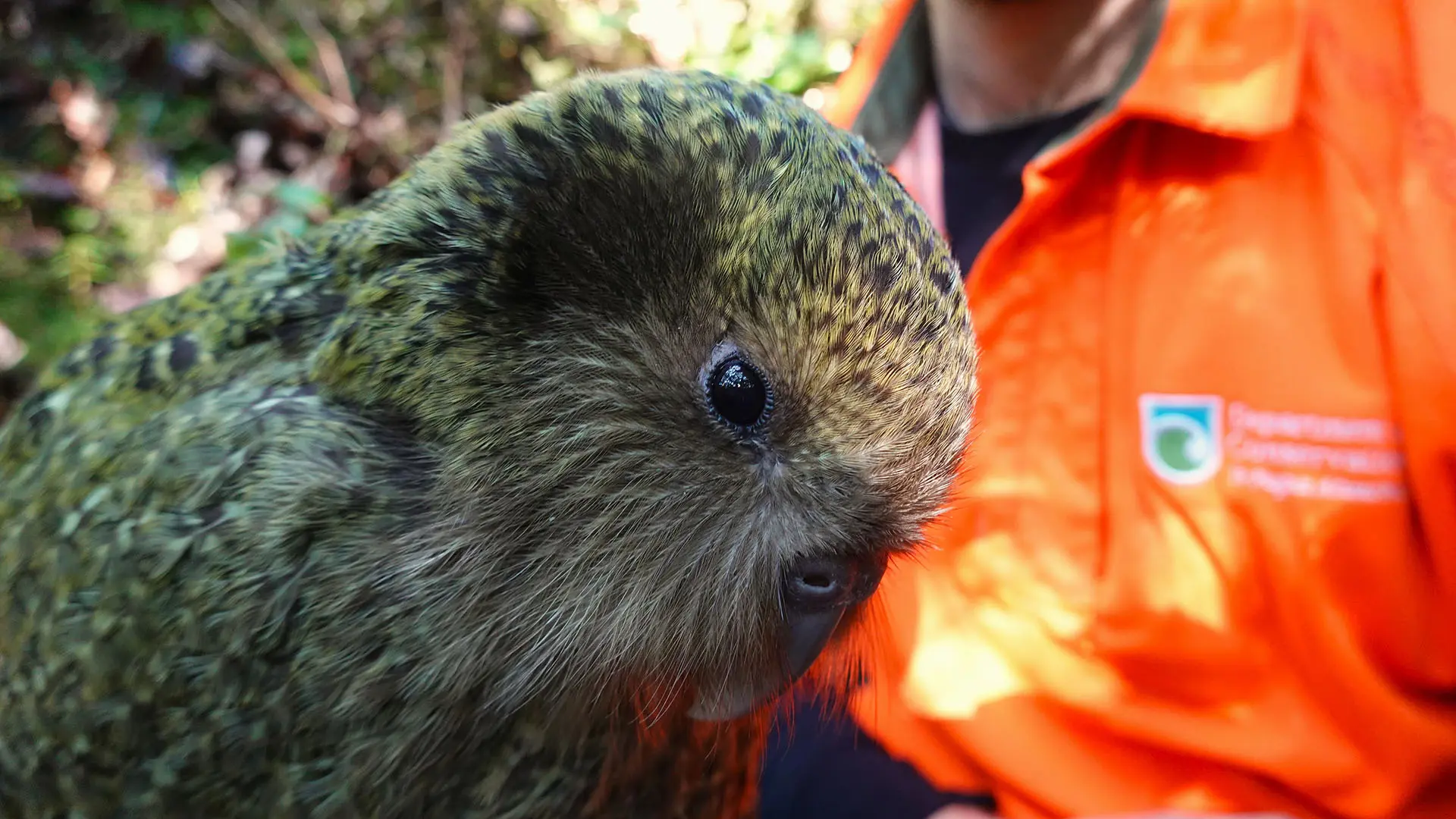 緑と黒の細かな羽模様と丸い顔が見えるカカポの幼鳥ハナヌイa2