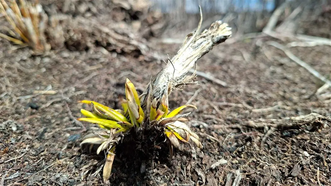 トンガリロの火災被災地で、焼けた株元から黄緑色の葉が伸びる植物