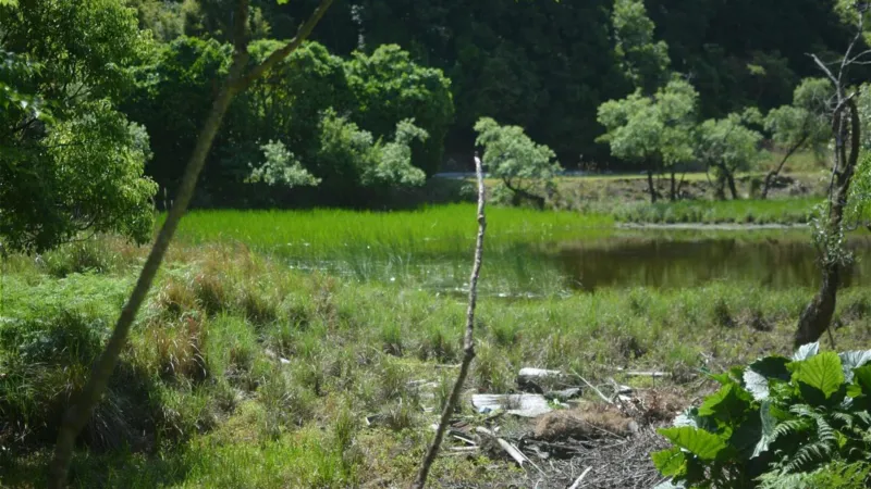 下里の湿地。開けた水面と草の茂る水際が接している
